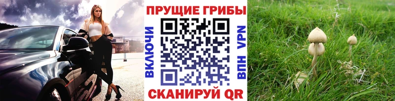 где найти наркотики  Дальнегорск  Псилоцибиновые грибы Psilocybine cubensis 
